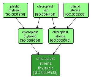 GO:0009533 - chloroplast stromal thylakoid (interactive image map)