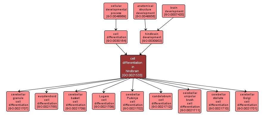 GO:0021533 - cell differentiation in hindbrain (interactive image map)