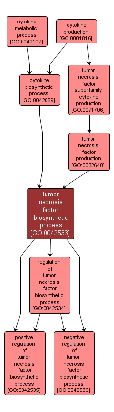 GO:0042533 - tumor necrosis factor biosynthetic process (interactive image map)