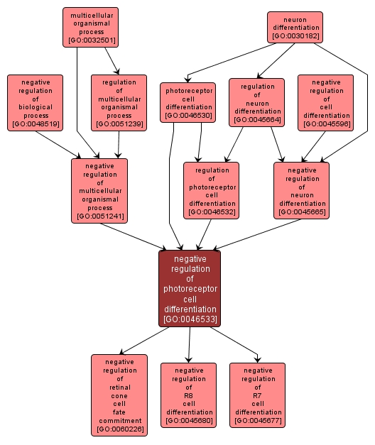 GO:0046533 - negative regulation of photoreceptor cell differentiation (interactive image map)