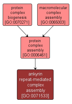 GO:0071533 - ankyrin repeat-mediated complex assembly (interactive image map)