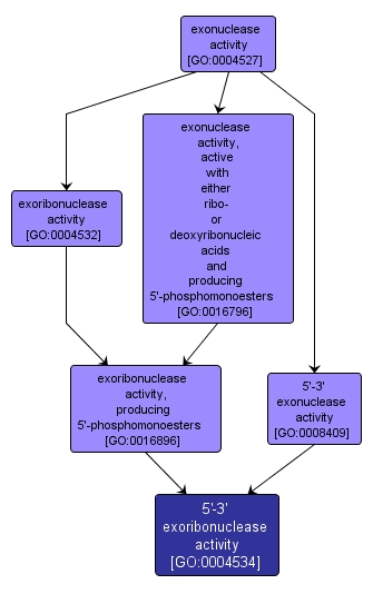 GO:0004534 - 5'-3' exoribonuclease activity (interactive image map)