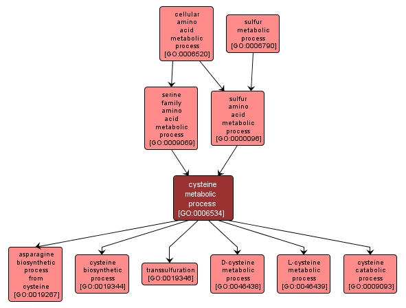 GO:0006534 - cysteine metabolic process (interactive image map)