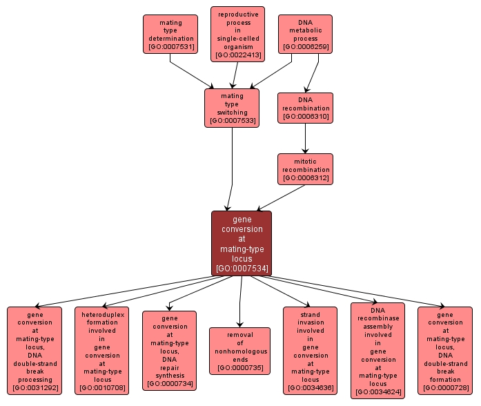 GO:0007534 - gene conversion at mating-type locus (interactive image map)