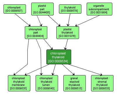 GO:0009534 - chloroplast thylakoid (interactive image map)