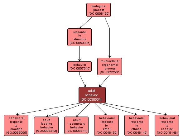 GO:0030534 - adult behavior (interactive image map)