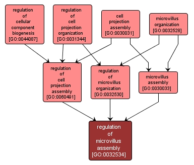 GO:0032534 - regulation of microvillus assembly (interactive image map)