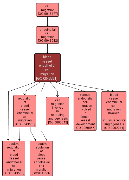 GO:0043534 - blood vessel endothelial cell migration (interactive image map)