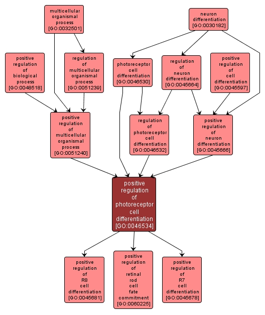 GO:0046534 - positive regulation of photoreceptor cell differentiation (interactive image map)