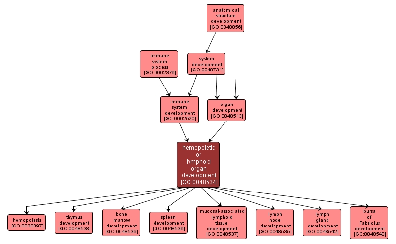 GO:0048534 - hemopoietic or lymphoid organ development (interactive image map)