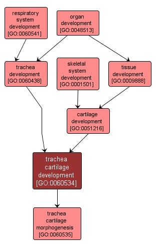 GO:0060534 - trachea cartilage development (interactive image map)