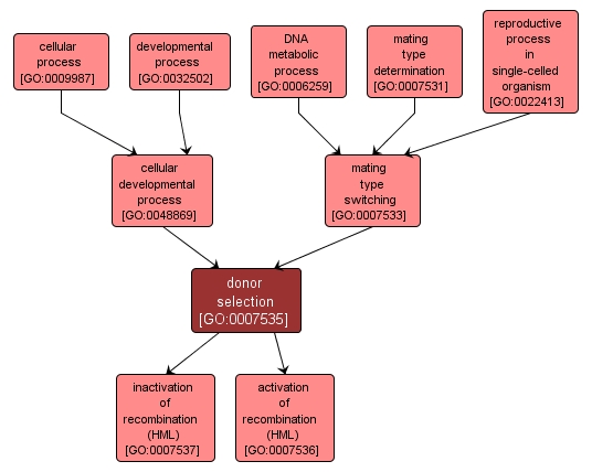 GO:0007535 - donor selection (interactive image map)