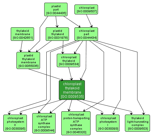 GO:0009535 - chloroplast thylakoid membrane (interactive image map)
