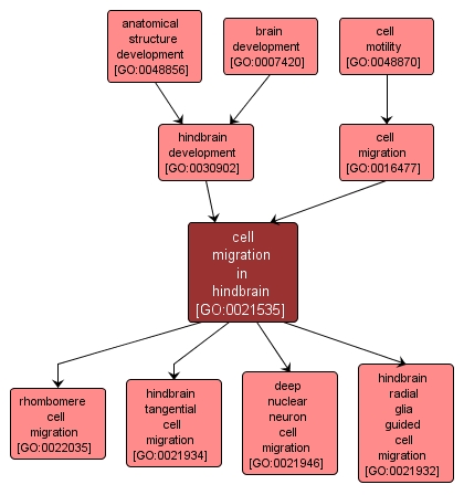 GO:0021535 - cell migration in hindbrain (interactive image map)