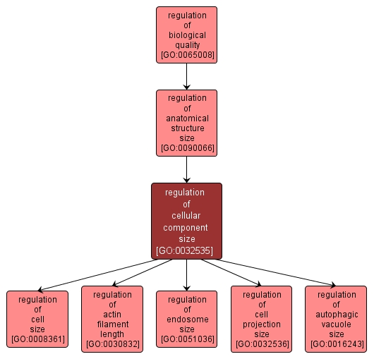 GO:0032535 - regulation of cellular component size (interactive image map)