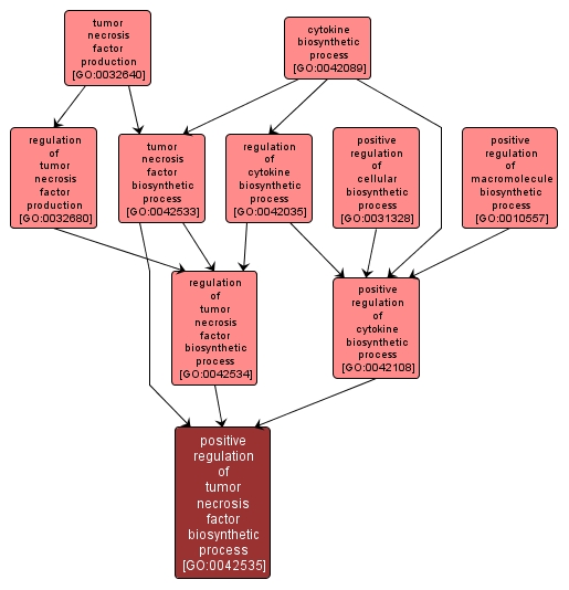 GO:0042535 - positive regulation of tumor necrosis factor biosynthetic process (interactive image map)