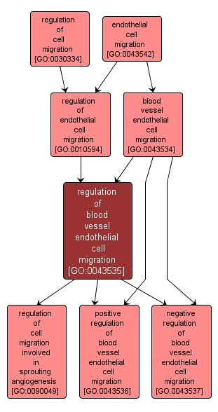 GO:0043535 - regulation of blood vessel endothelial cell migration (interactive image map)