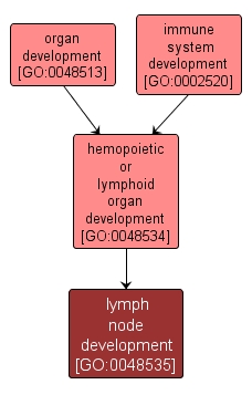 GO:0048535 - lymph node development (interactive image map)
