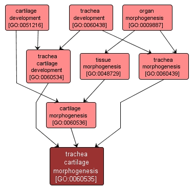 GO:0060535 - trachea cartilage morphogenesis (interactive image map)