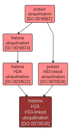 GO:0070535 - histone H2A K63-linked ubiquitination (interactive image map)