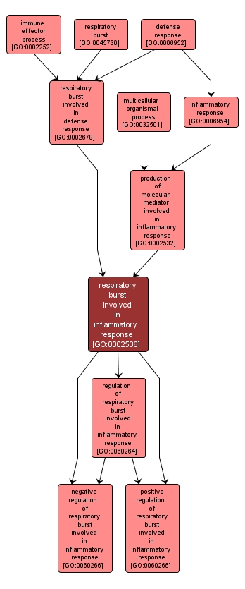 GO:0002536 - respiratory burst involved in inflammatory response (interactive image map)