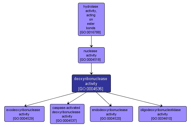 GO:0004536 - deoxyribonuclease activity (interactive image map)