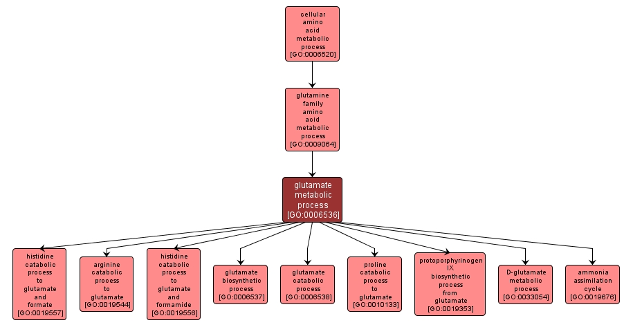 GO:0006536 - glutamate metabolic process (interactive image map)