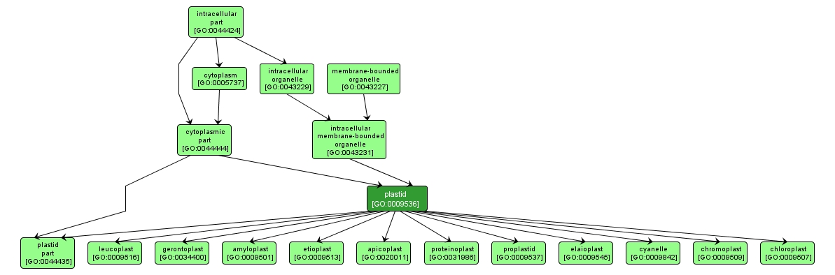GO:0009536 - plastid (interactive image map)
