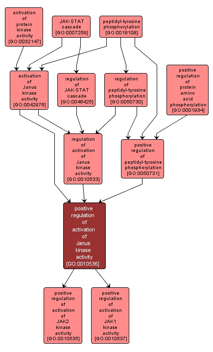 GO:0010536 - positive regulation of activation of Janus kinase activity (interactive image map)