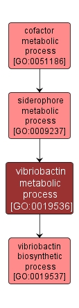 GO:0019536 - vibriobactin metabolic process (interactive image map)