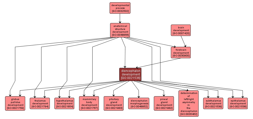 GO:0021536 - diencephalon development (interactive image map)