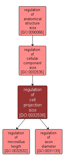 GO:0032536 - regulation of cell projection size (interactive image map)