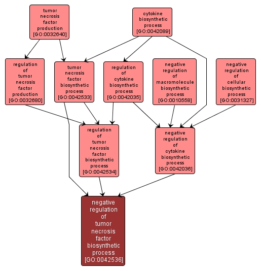 GO:0042536 - negative regulation of tumor necrosis factor biosynthetic process (interactive image map)