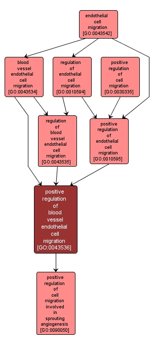 GO:0043536 - positive regulation of blood vessel endothelial cell migration (interactive image map)