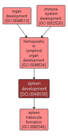 GO:0048536 - spleen development (interactive image map)