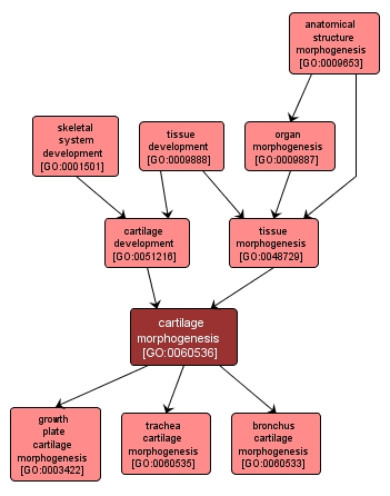 GO:0060536 - cartilage morphogenesis (interactive image map)