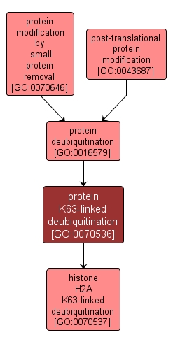 GO:0070536 - protein K63-linked deubiquitination (interactive image map)