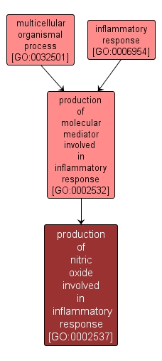 GO:0002537 - production of nitric oxide involved in inflammatory response (interactive image map)