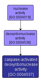 GO:0004537 - caspase-activated deoxyribonuclease activity (interactive image map)