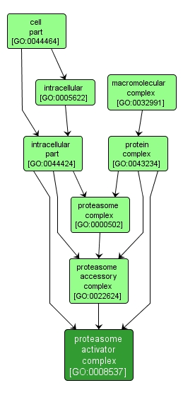 GO:0008537 - proteasome activator complex (interactive image map)