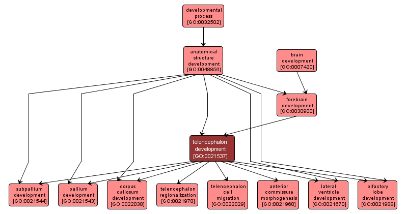 GO:0021537 - telencephalon development (interactive image map)