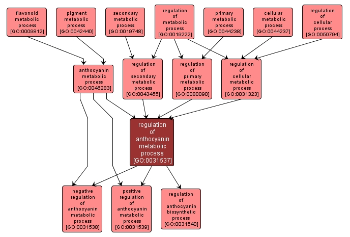 GO:0031537 - regulation of anthocyanin metabolic process (interactive image map)