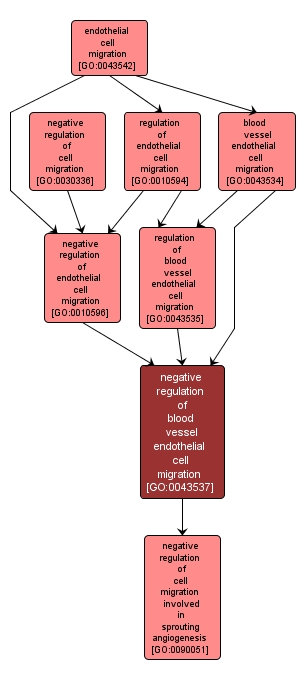 GO:0043537 - negative regulation of blood vessel endothelial cell migration (interactive image map)