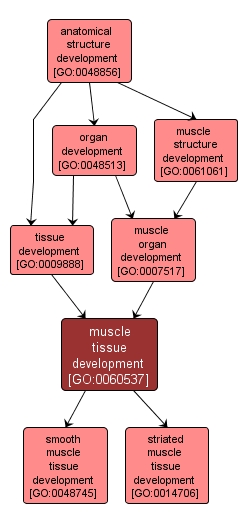 GO:0060537 - muscle tissue development (interactive image map)