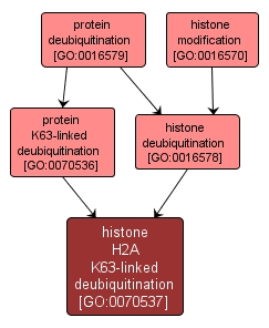 GO:0070537 - histone H2A K63-linked deubiquitination (interactive image map)