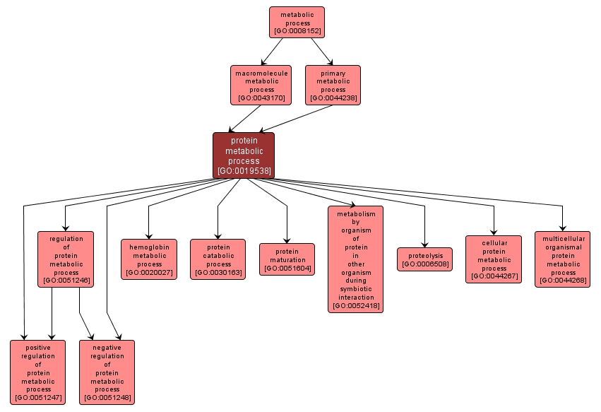 GO:0019538 - protein metabolic process (interactive image map)