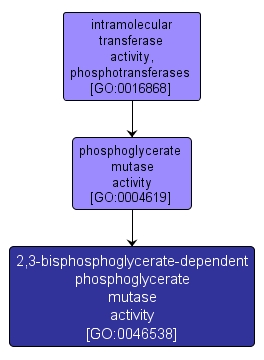 GO:0046538 - 2,3-bisphosphoglycerate-dependent phosphoglycerate mutase activity (interactive image map)