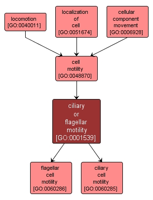 GO:0001539 - ciliary or flagellar motility (interactive image map)