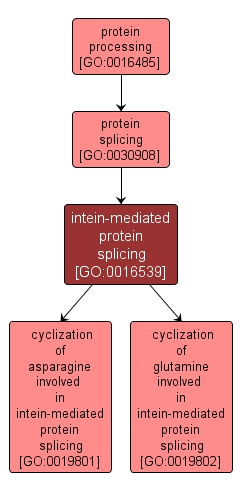 GO:0016539 - intein-mediated protein splicing (interactive image map)