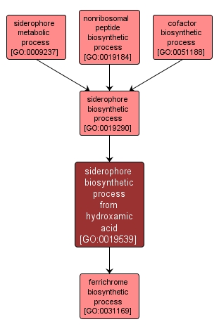 GO:0019539 - siderophore biosynthetic process from hydroxamic acid (interactive image map)